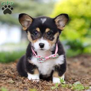 Debbie, Pembroke Welsh Corgi Puppy
